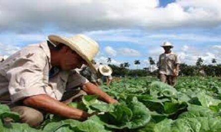 Nueva resolución sobre las cooperativas agropecuarias