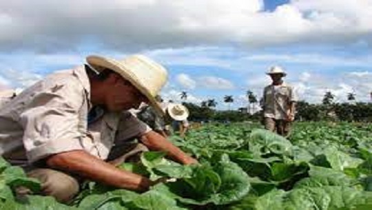 🎧 Magazín económico: Nueva resolución sobre las cooperativas agropecuarias