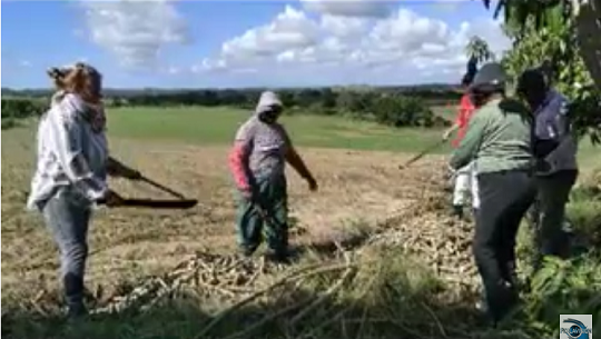 📹 Recuperan áreas de polo productivo de Empresa Cítricos Arimao