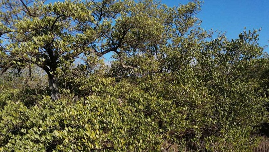 Protección de ecosistemas de manglar: prioridad en Cienfuegos