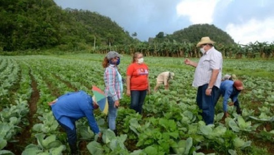 Priorizan producción de alimentos campesinos de Cienfuegos