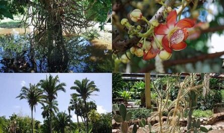 Jardín Botánico, un enclave natural y de las ciencias en Cienfuegos