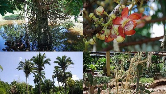 Jardín Botánico, un enclave natural y de las ciencias en Cienfuegos