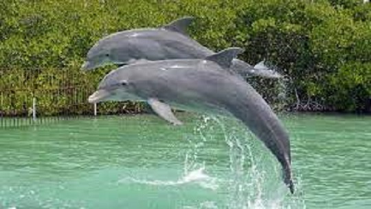 Protege sus especies Delfinario de Cienfuegos