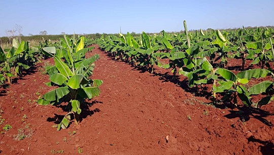 Convocan en sector agrícola a campaña de declaración jurada