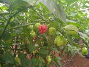 Ají picante (Capsicum chinense) del tipo ajuma rojo, cultivado en la provincia de Cienfuegos.