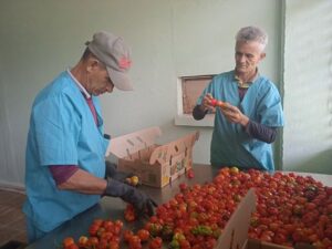 Proceso de selección del ají picante para su exportación des Cienfuegos a Canadá y otras naciones de Europa.