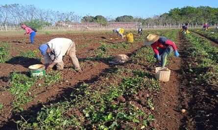 Comenzó la cosecha de papas en la provincia de Cienfuegos