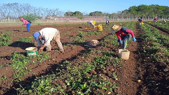 Comenzó la cosecha de papas en la provincia de Cienfuegos