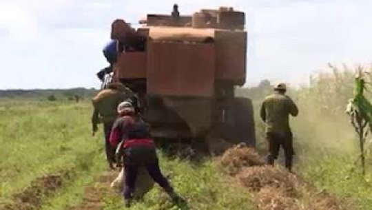 Contratan a productores cosecha de frijol para canasta básica en Cienfuegos