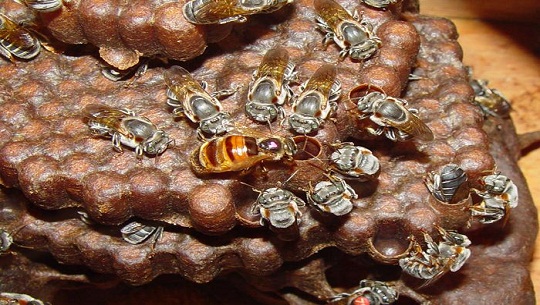 Melicumá, una apuesta por la miel de la abeja de la tierra