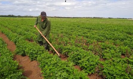 Producen frijoles en Horquita para el autoabastecimiento de Cienfuegos