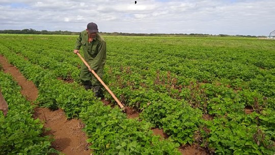 Producen frijoles en Horquita para el autoabastecimiento de Cienfuegos