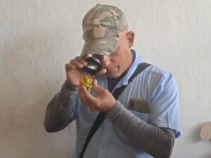 Revisión del ají picante por Sanidad vegetal para certificar que puede enviarse a otros países.