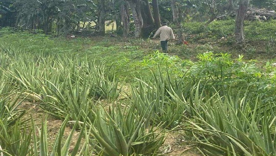 Evalúa equipo nacional condiciones agroecológicas de fincas en Abreus