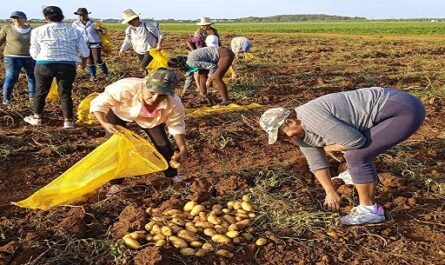 Apoya la FMC recogida de papas en Cienfuegos