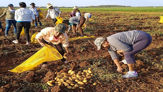 Apoya la FMC recogida de papas en Cienfuegos