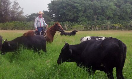 Acomete Cienfuegos Ejercicio de Investigación de la masa ganadera y el uso y control de la tierra