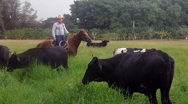 Acomete Cienfuegos Ejercicio de Investigación de la masa ganadera y el uso y control de la tierra