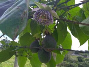 Frutos de Pasiflora o maracuyá morado, en Cuatro vientos, municipio de Cumanayagua.