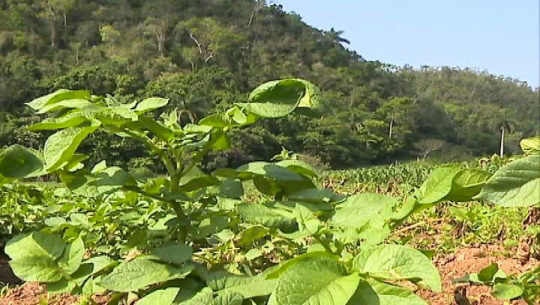 Cultivan papa en montañas de Cienfuegos para autobastecimiento de la serranía