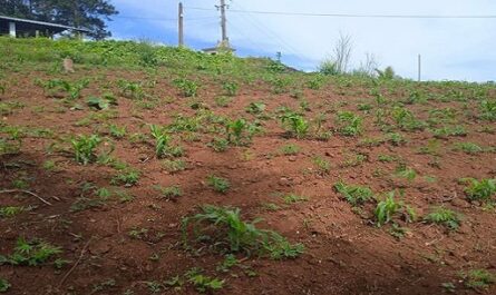 Producen alimentos en tierras de la despulpadora de café, de Cuatro Vientos