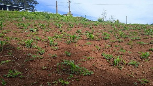 🎧 Producen alimentos en tierras de la despulpadora de café, de Cuatro Vientos