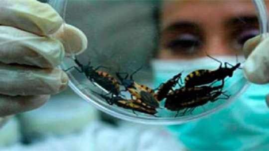 📹 Día Mundial de la Enfermedad de Chagas