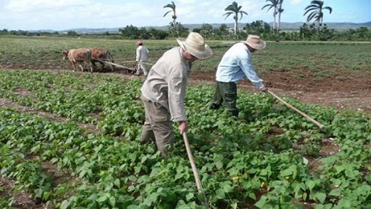 🎧 Aquí el Pueblo: Producción y distribución de alimentos en Cienfuegos