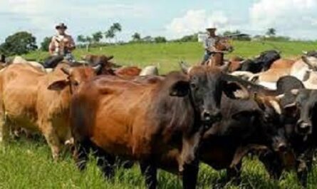 Trabajan-en-proteccion-de-la-masa-ganadera-del-sector-campesino-en-Cienfuegos