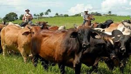 Trabajan-en-proteccion-de-la-masa-ganadera-del-sector-campesino-en-Cienfuegos