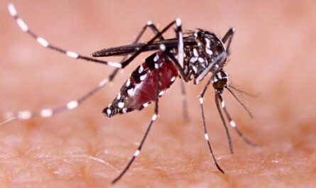 Con-8-millones-de-casos-de-dengue-la-epidemia-en-las-Americas-no-tiene-precedentes