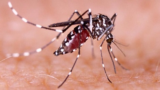 Con 8 millones de casos de dengue, la epidemia en las Américas no tiene precedentes