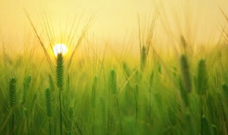 Dia-Internacional-de-la-Sanidad-Vegetal.