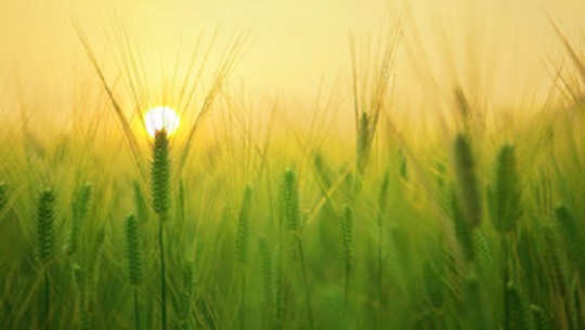 📹 Día Internacional de la Sanidad Vegetal