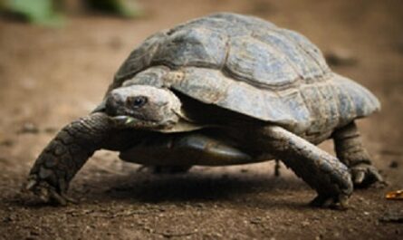 Dia-Mundial-de-la-Tortuga