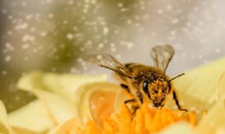 Día Mundial de las Abejas
