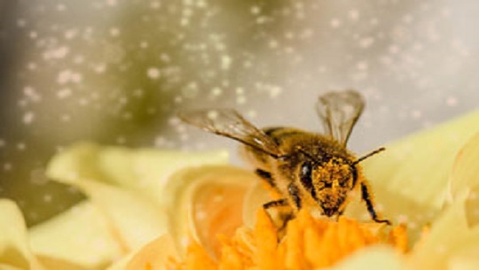 📹 Día Mundial de las Abejas