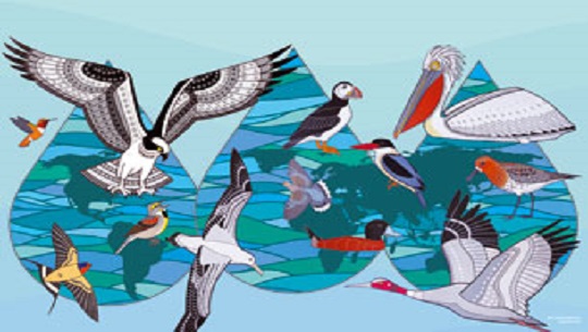 📹 Día Mundial de las Aves Migratorias