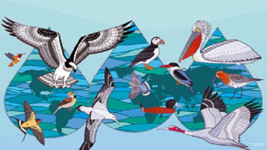 Dia-Mundial-de-las-Aves-Migratorias