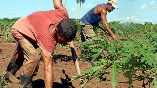 🎧 El Triángulo de la confianza: Día del Campesino