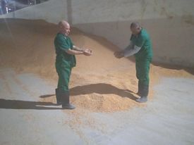 El-maiz-procedente-de-Brasil-aporta-proteinas-al-alimento-animal-y-posee-altos-contenidos-de-almidon-una-garantia-para-los-productores