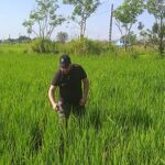 Evaluo-Valdes-Mesa-condiciones-para-producir-arroz-en-Cienfuegos
