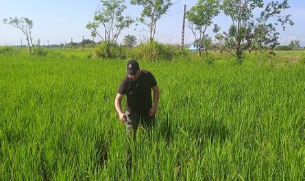 Evaluo-Valdes-Mesa-condiciones-para-producir-arroz-en-Cienfuegos