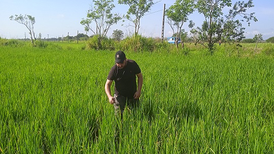🎧 Evaluó Valdés Mesa condiciones para producir arroz en Cienfuegos