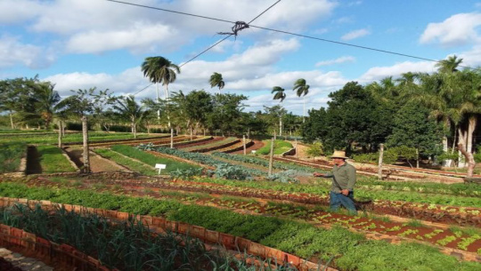 Impulsan empresas de la construcción en Cienfuegos, producción alternativa de alimentos