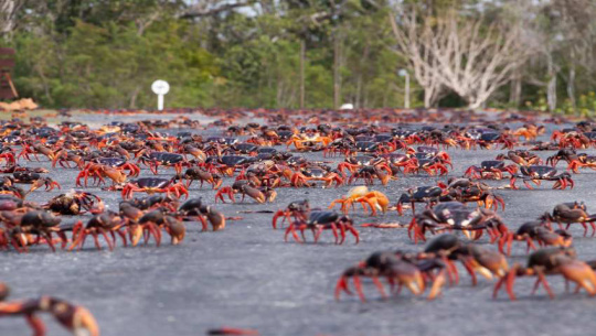 Poblaciones de cangrejos rojos invaden carretera entre Cienfuegos y Trinidad