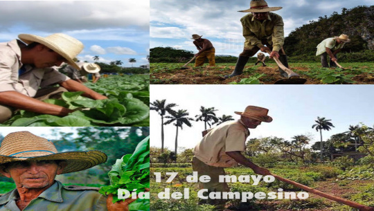 Celebran su día con júbilo campesinos de Cienfuegos 