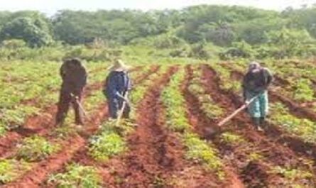 Implementara-Cienfuegos-Primer-Fondo-Experimental-de-Fomento-para-producir-alimentos