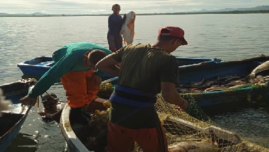Cienfuegos: Cumplen pescadores entrega semestral en la acuicultura